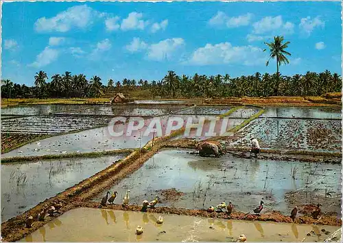 Moderne Karte Rice fields ready for planting