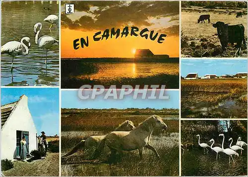 Moderne Karte Paysages de Camargue