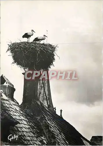 Cartes postales moderne Obernai Bas Rhin Son nid de Cigognes