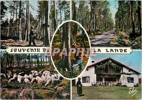 Moderne Karte Souvenir de La Lande Moutons