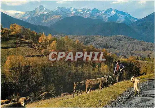 Cartes postales moderne Sites Pyrenees Le Patre