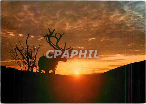 Cartes postales moderne Lappi Lapland Finland