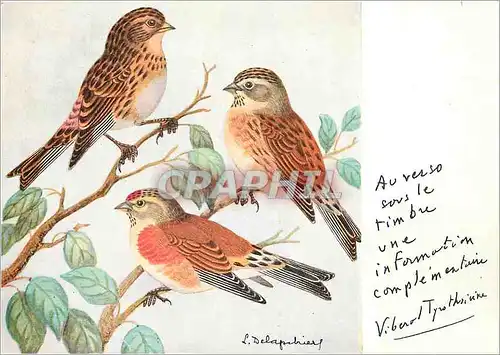 Cartes postales moderne Oiseaux