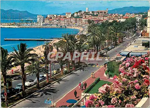 Cartes postales moderne Cannes Cote d'Azur La Croisette Au fond le Suquet