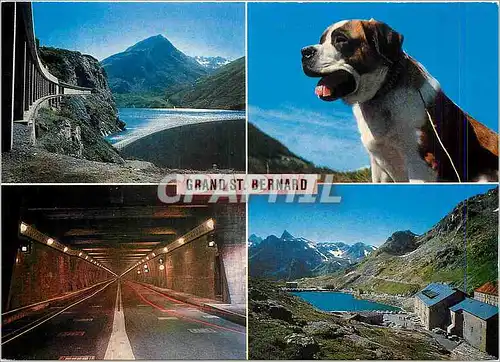 Cartes postales moderne Grand St Bernard Chien
