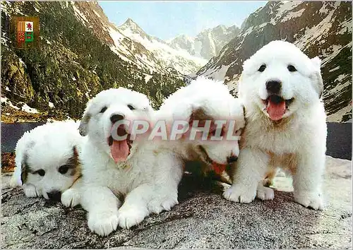 Moderne Karte Chiens Chiots des Pyrenees