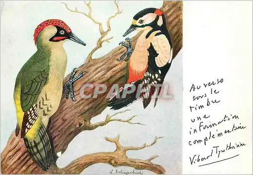 Cartes postales moderne Oiseaux