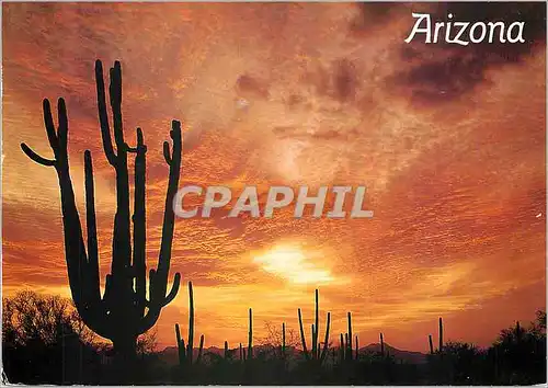 Cartes postales moderne Arizona Sunset Giant Saguaro Cactus silhoutted against a southwestern sunset