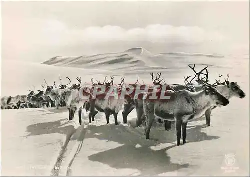 Cartes postales moderne Rennes