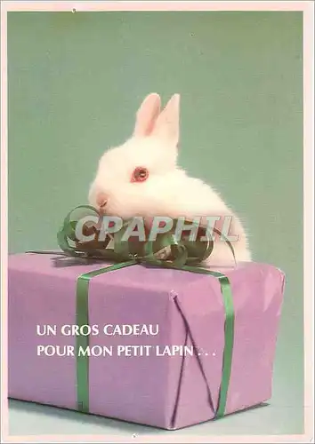 Cartes postales moderne Un gros Cadeau pour mon petit lapin