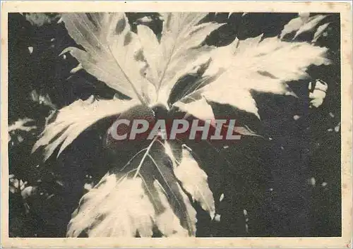 Cartes postales moderne Iles Wallis et Futuna