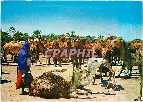 Cartes postales moderne Tunisie de Toujours Marche aux chameaux