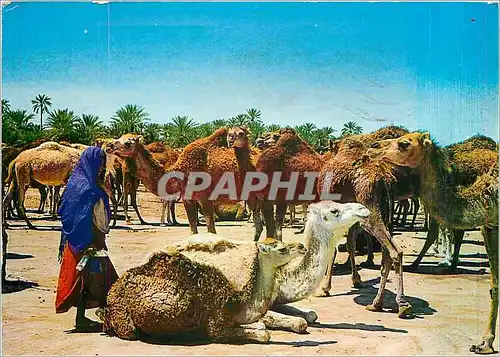 Moderne Karte Tunisie de Toujours Marche aux chameaux