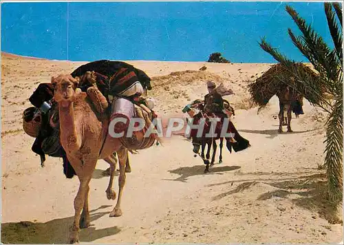 Cartes postales moderne Sud Tunisien Nomade