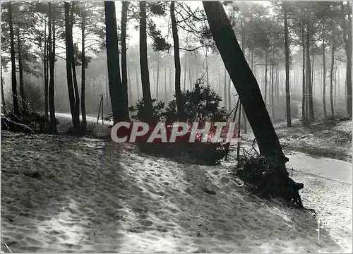 Cartes postales moderne Bassin d'Arcachon Gironde Route dans la Foret a contre jour