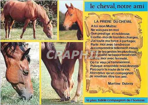 Cartes postales moderne Le cheval notre ami