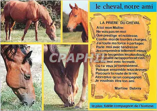 Moderne Karte Le cheval notre ami