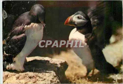 Moderne Karte La Bretagne en Couleurs Oiseaux de Bretagne Macareux moine et Guillemot de Troil