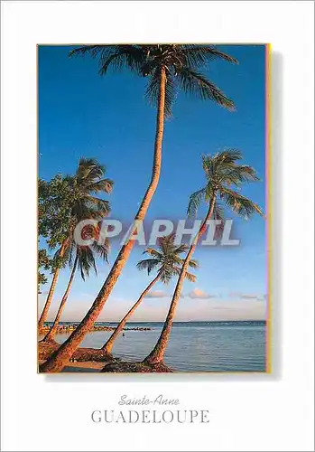 Cartes postales moderne Sainte Anne Guadeloupe la plage