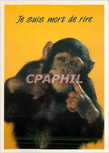 Moderne Karte Je suis mort de rire Chimpanze