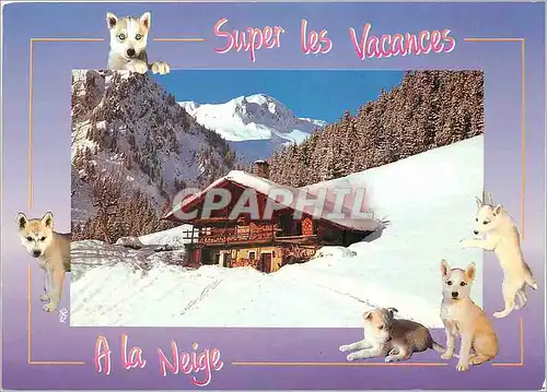 Cartes postales moderne Super les Vacances A la neige Chiens