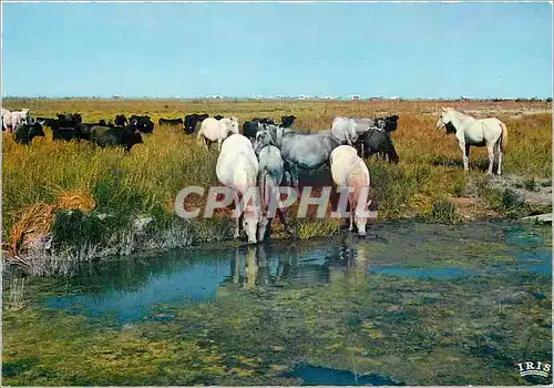 Cartes postales moderne En Camargue Avec les Gardians Pays de mirages ou errent en liberte des Taureaux