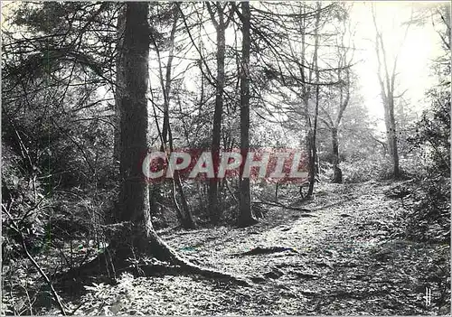 Cartes postales moderne Bretagne Pittoresque Sous bois