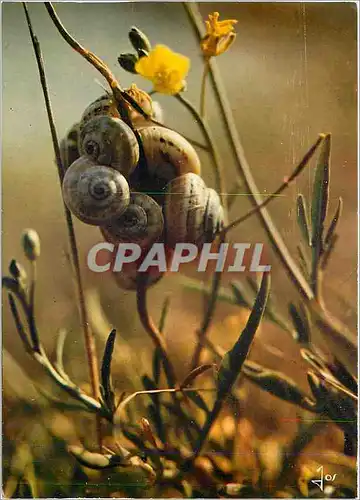 Cartes postales moderne La Bretagne en couleurs Suspendus en grappe Au bouton d'or quelques escargots