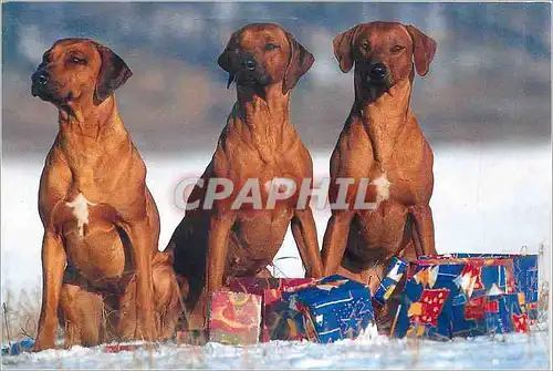 Cartes postales moderne Chiens