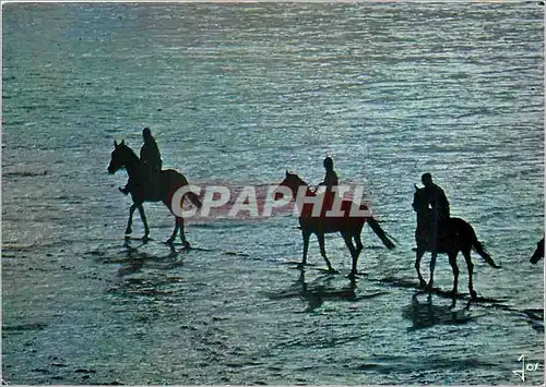 Cartes postales moderne Promenade equestre sur la plage