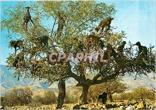 Cartes postales moderne Le Maroc Pittoresque Chevres dans les Argamiers