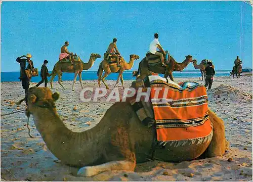 Cartes postales moderne Plage Tunisienne La Promenade en Chameau