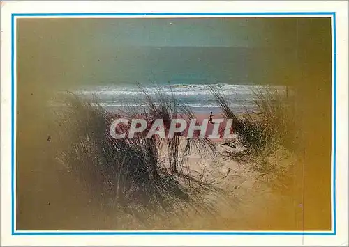 Cartes postales moderne PP Les dunes et l'Ocean