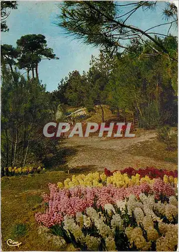 Cartes postales moderne Sur la Cote de Lumiere La Tranche sur Mer Vendee Les Floralies