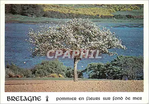 Moderne Karte Bretagne Pommier en fleurs sur fond de Mer