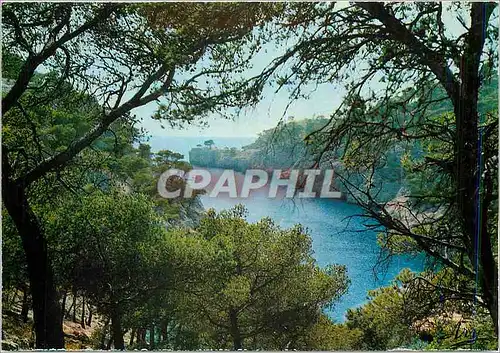 Cartes postales moderne Nos Belles Calanques Pres de Cassis Calanque de Port Pin