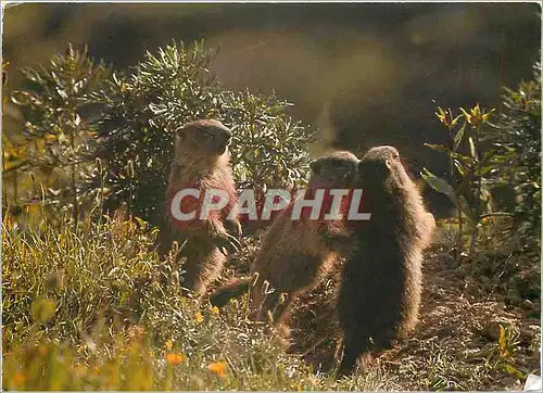 Cartes postales moderne Marmottes