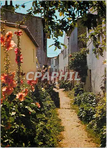 Cartes postales moderne Ile De Re Ch Mme Ars Jolie venelle en fleurs