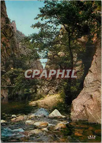 Cartes postales moderne Amelie les Bains Pyrenees Orientales Les Gorges du Mondony