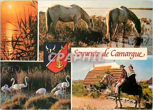 Cartes postales moderne En Camargue avec les Gardians La Camargue terre d'eau de soleil et de legende