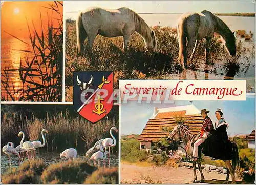 Moderne Karte En Camargue avec les Gardians La Camargue terre d'eau de soleil et de legende