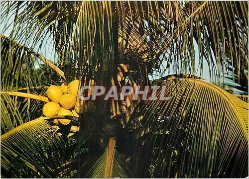 Cartes postales moderne Cocos d'Or