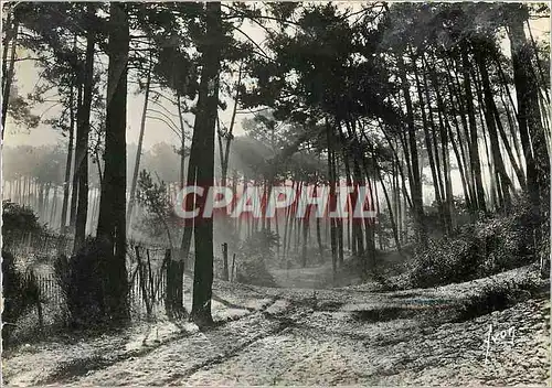 Cartes postales moderne Bassin d'Arcachon Gironde Matin d'Automne dans la foret