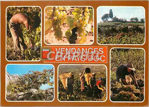 Cartes postales moderne Lumiere et Couleurs du Languedoc Vendages au pays d'Or