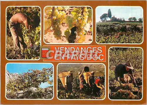 Moderne Karte Lumiere et Couleurs du Languedoc Vendages au pays d'Or
