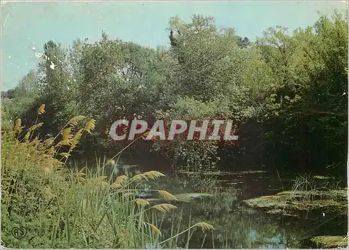 Cartes postales moderne Castelnau le Lez Herault Les Bords du Lez