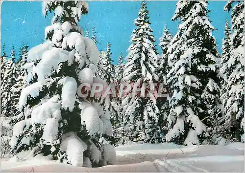 Cartes postales moderne Le Haut Jura en Hiver Les sapins ployant sous la neige