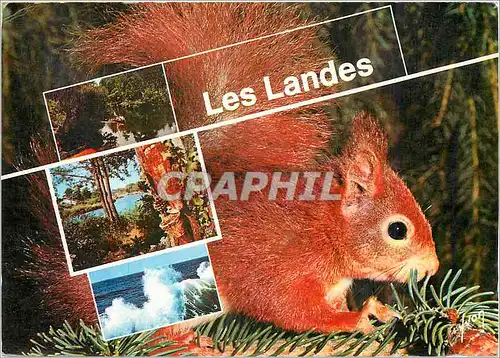 Cartes postales moderne Les Landes Le Courant d'Huchet pres de Leon Au Bord d'un Courant Ecureuil