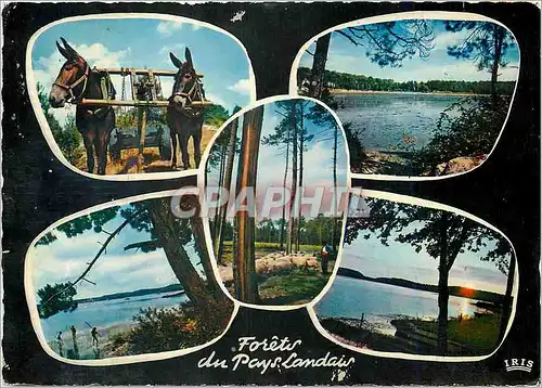 Cartes postales moderne Lacs et Forets du Pays Landais