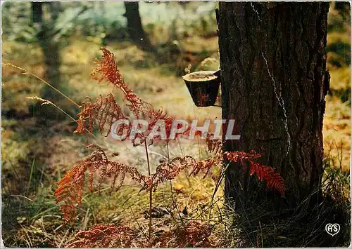 Cartes postales moderne Les Landes Pittoresques Pot de resine